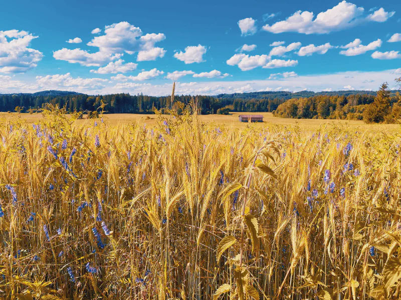 Golden Fields Beneath Blue Skies
