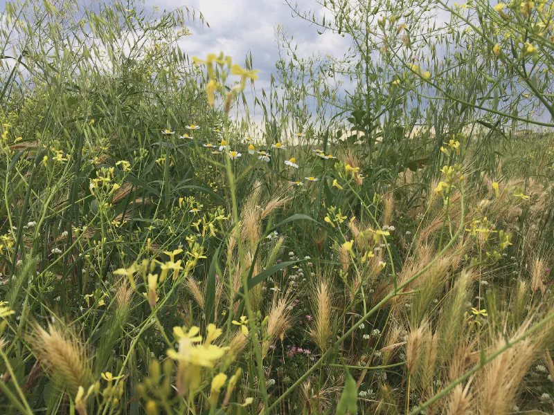 Whispers of the Meadow