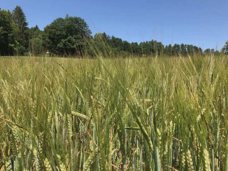 Whispering Fields of Summer