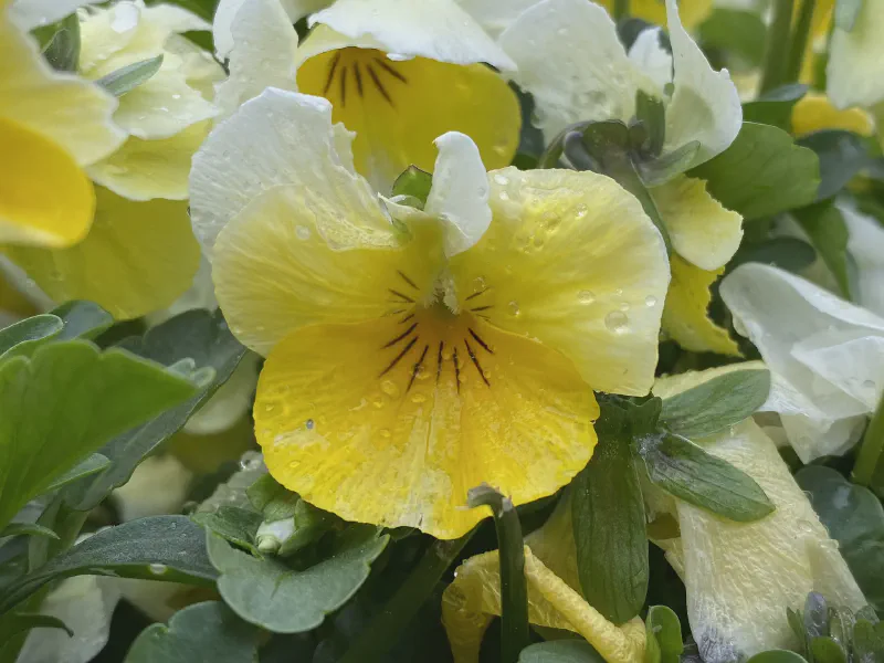 Morning Dew on Golden Petals