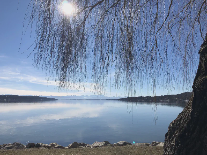 Whispers of Winter Sun