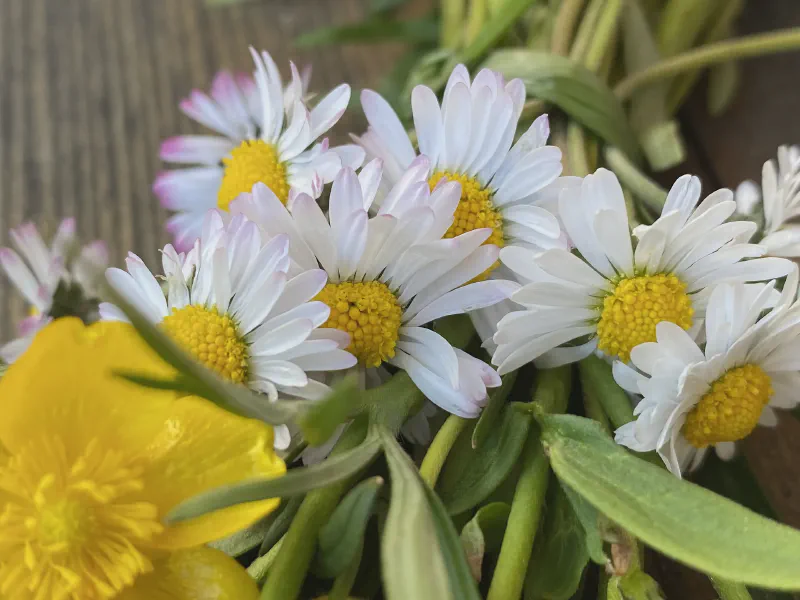 Whispers of Wildflowers