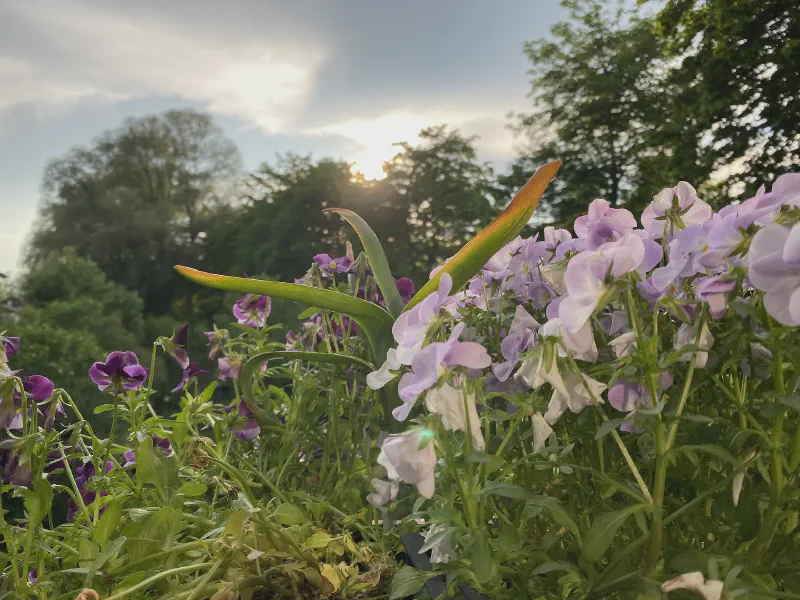 Sunrise Among Petals