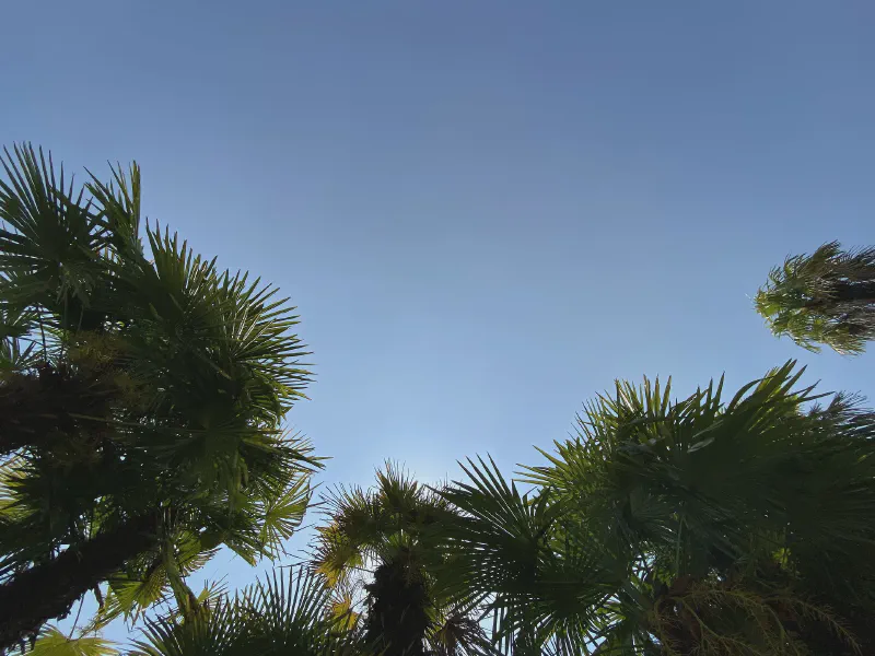 Palm Canopy Serenity