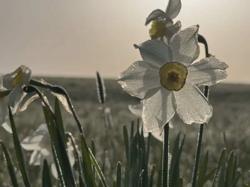 Morning Dew Elegance