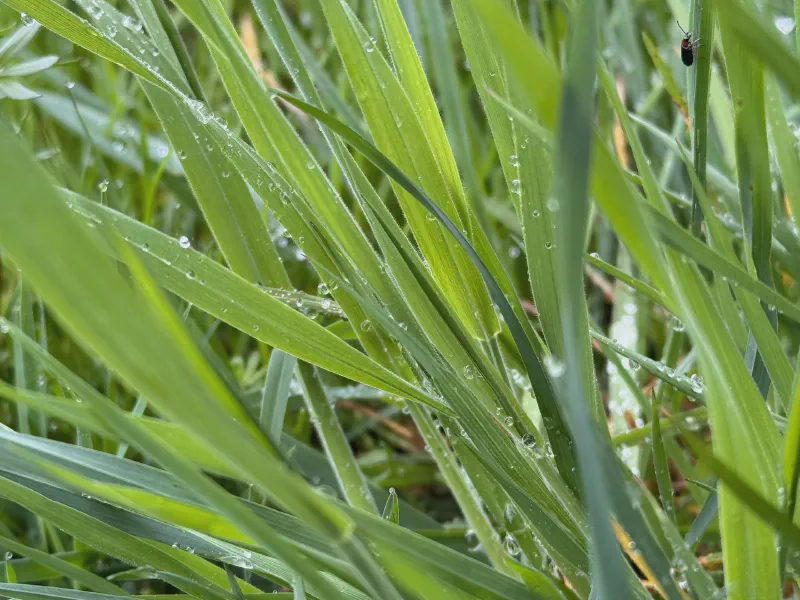 Morning Dew and Meadows