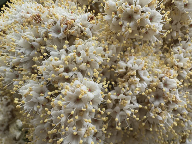 Blossoms of a Thousand Suns