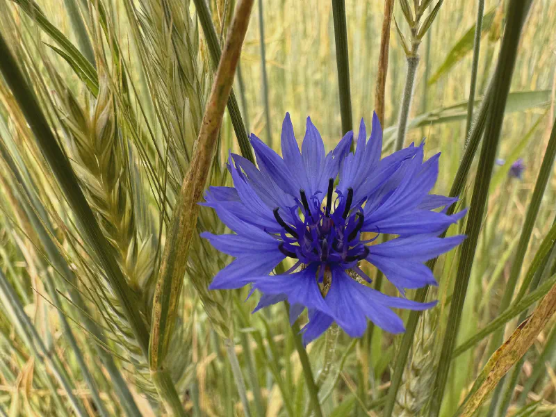 Blue Harmony in the Field