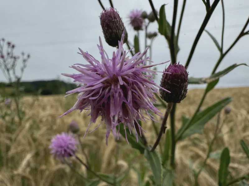 Wild Thistle in Wheat