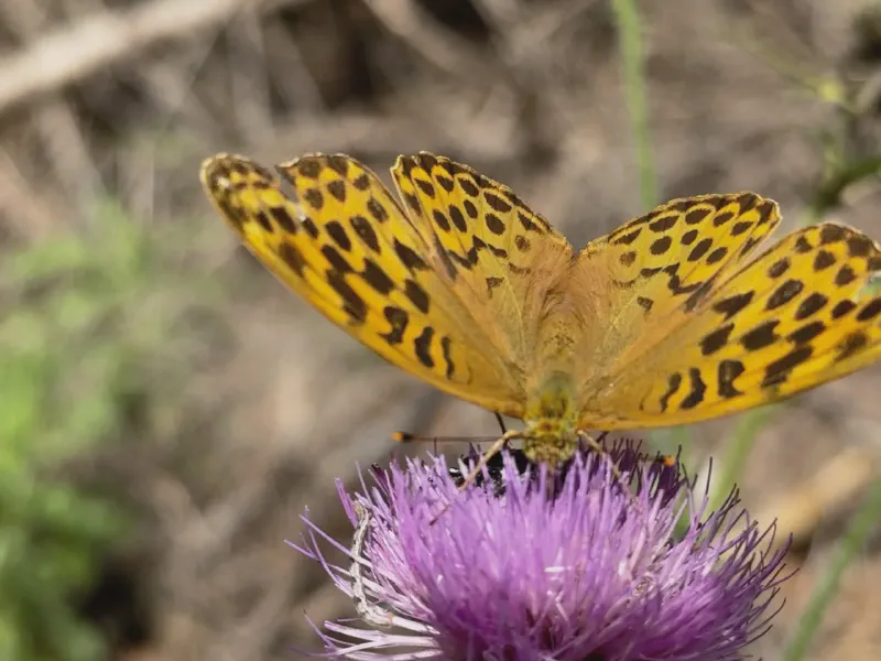Golden Wings on Thistle