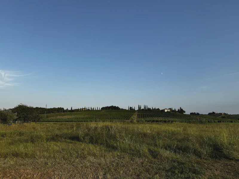 Whispers of the Vineyard