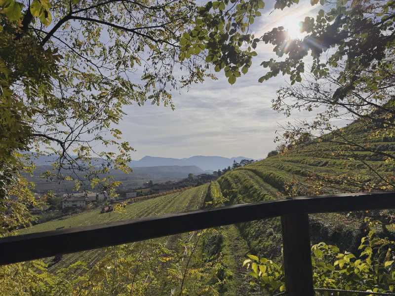 Sunlit Vineyard Serenity