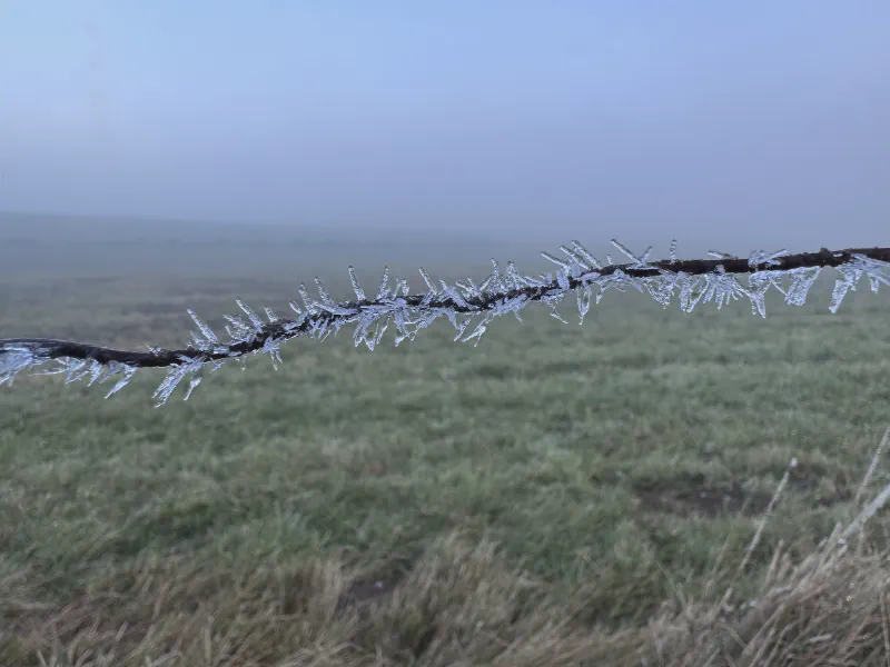 Nature’s Frosted Line